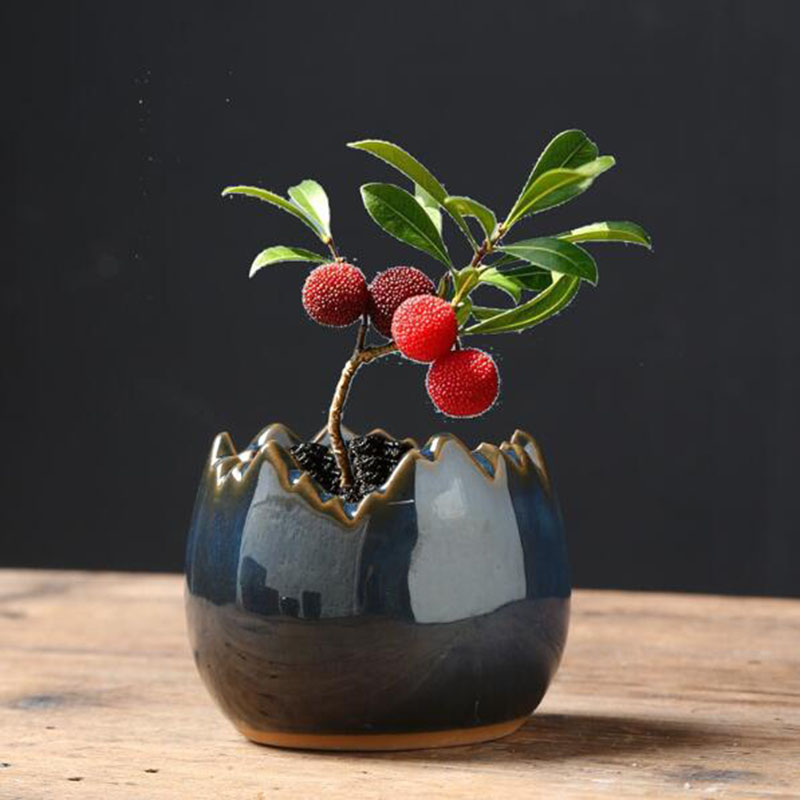 Kiln Transmutation Glazed Eggs - đánh giá và giá Bonsai Garden Art